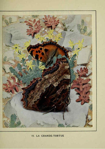 Reproducción/Reproduction 6197930268: Les papillons dans la nature Neuchâtel ;Éditions Delachaux and Niestlé, s.a., 1934