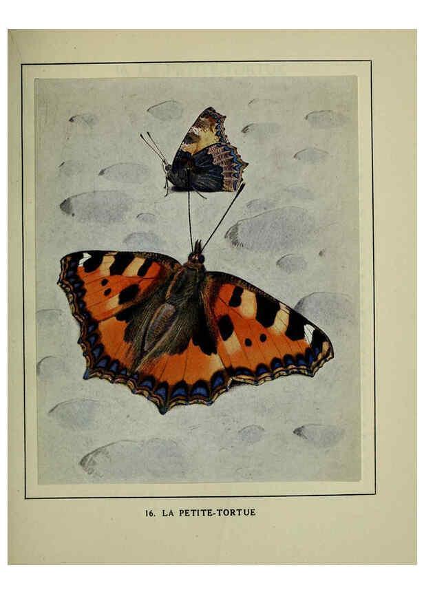 Reproducción/Reproduction 6197930470: Les papillons dans la nature Neuchâtel ;Éditions Delachaux and Niestlé, s.a., 1934
