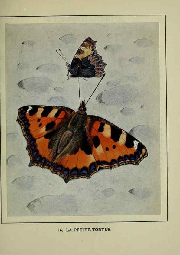 Reproducción/Reproduction 6197930470: Les papillons dans la nature Neuchâtel ;Éditions Delachaux and Niestlé, s.a., 1934