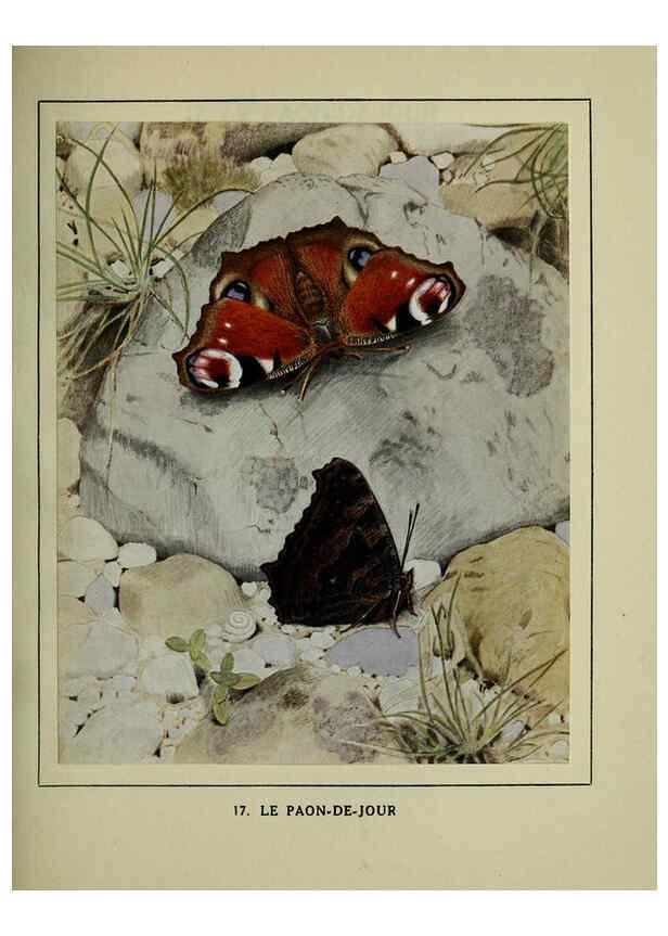 Reproducción/Reproduction 6197411041: Les papillons dans la nature Neuchâtel ;Éditions Delachaux and Niestlé, s.a., 1934