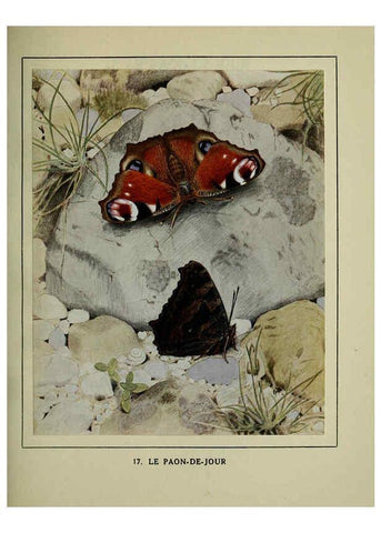 Reproducción/Reproduction 6197411041: Les papillons dans la nature Neuchâtel ;Éditions Delachaux and Niestlé, s.a., 1934