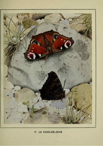 Reproducción/Reproduction 6197411041: Les papillons dans la nature Neuchâtel ;Éditions Delachaux and Niestlé, s.a., 1934