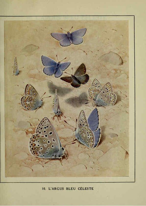 Reproducción/Reproduction 6197409831: Les papillons dans la nature Neuchâtel ;Éditions Delachaux and Niestlé, s.a., 1934