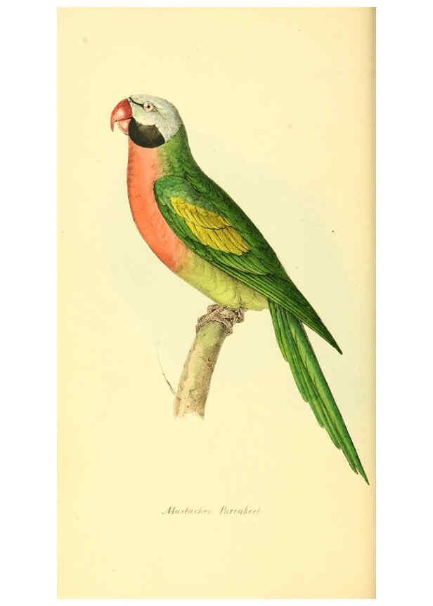 Reproducción/Reproduction 6197657317: Zoological illustrations v.1. London :Baldwin & Cradock,1829-1833