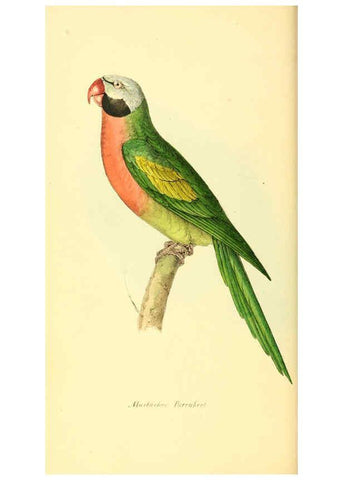 Reproducción/Reproduction 6197657317: Zoological illustrations v.1. London :Baldwin & Cradock,1829-1833