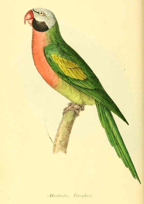 Reproducción/Reproduction 6197657317: Zoological illustrations v.1. London :Baldwin & Cradock,1829-1833