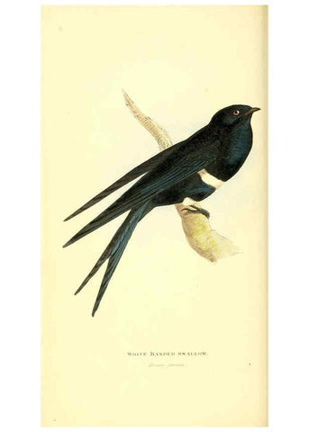 Reproducción/Reproduction 6198175266: Zoological illustrations v.1. London :Baldwin & Cradock,1829-1833