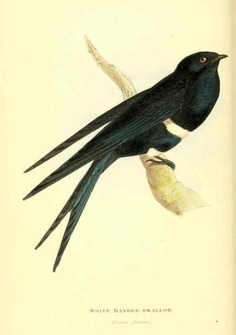 Reproducción/Reproduction 6198175266: Zoological illustrations v.1. London :Baldwin & Cradock,1829-1833