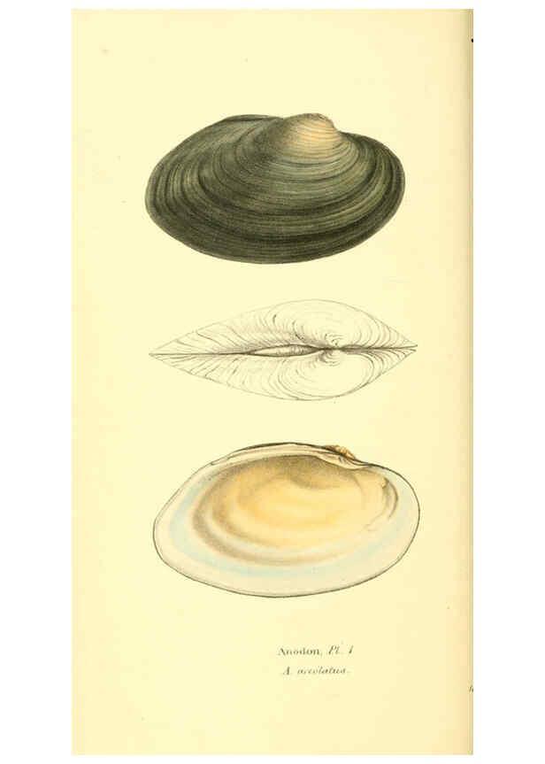 Reproducción/Reproduction 6198175482: Zoological illustrations v.1. London :Baldwin & Cradock,1829-1833