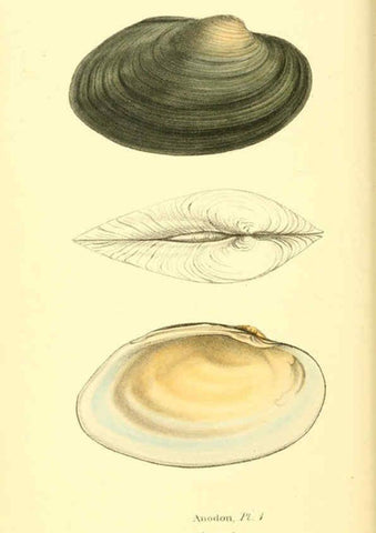Reproducción/Reproduction 6198175482: Zoological illustrations v.1. London :Baldwin & Cradock,1829-1833