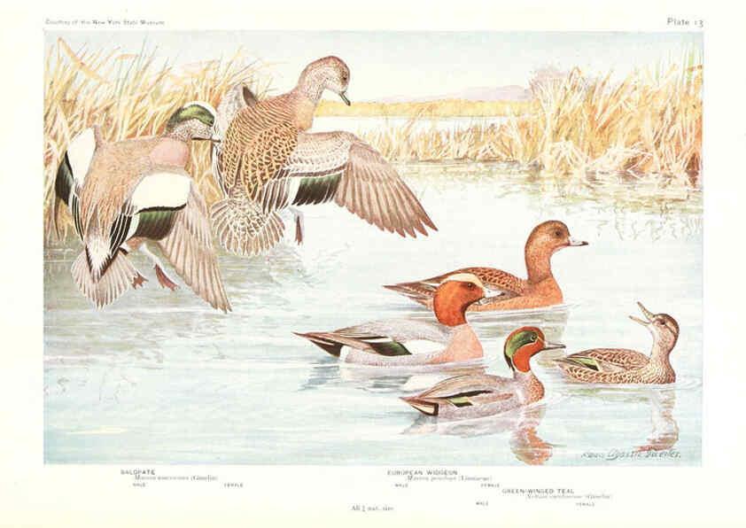 Reproducción/Reproduction 6216912673: Birds of America v.1. New York,The University Society,1923