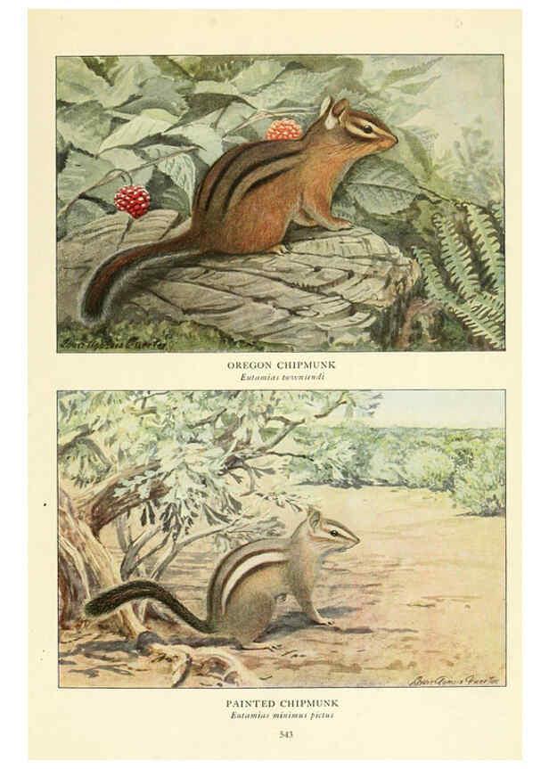 Reproducción/Reproduction 6216712347: Wild animals of North America Washington, D.C.,The National geographical society[c1918] 
