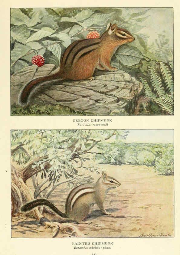Reproducción/Reproduction 6216712347: Wild animals of North America Washington, D.C.,The National geographical society[c1918] 