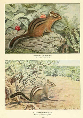 Reproducción/Reproduction 6216712347: Wild animals of North America Washington, D.C.,The National geographical society[c1918] 