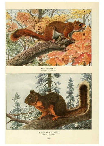 Reproducción/Reproduction 6217229390: Wild animals of North America Washington, D.C.,The National geographical society[c1918] 