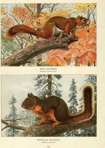 Reproducción/Reproduction 6217229390: Wild animals of North America Washington, D.C.,The National geographical society[c1918] 