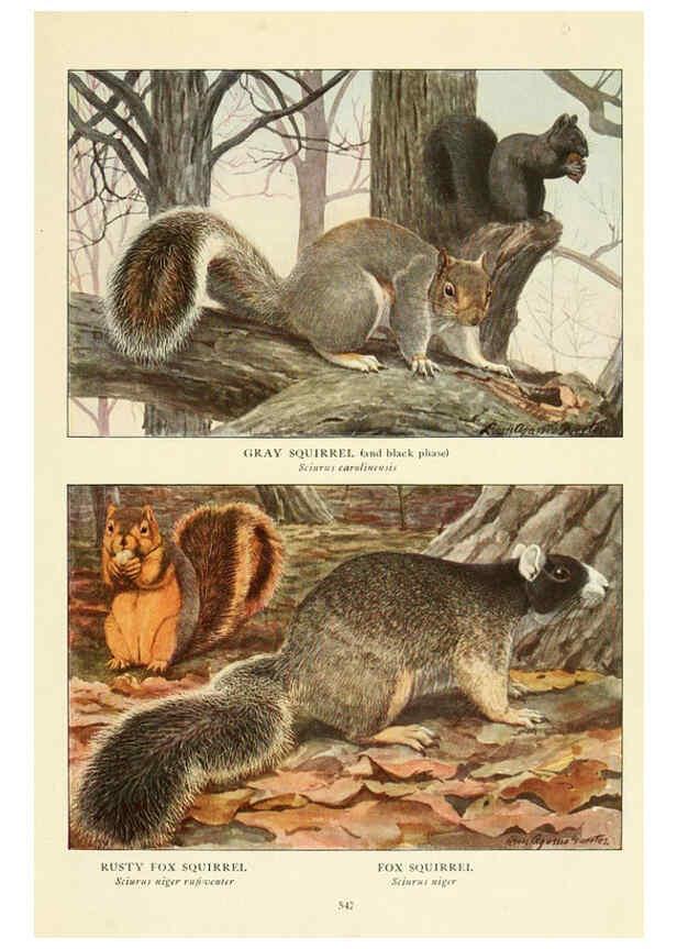 Reproducción/Reproduction 6216712597: Wild animals of North America Washington, D.C.,The National geographical society[c1918] 