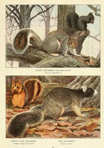 Reproducción/Reproduction 6216712597: Wild animals of North America Washington, D.C.,The National geographical society[c1918] 