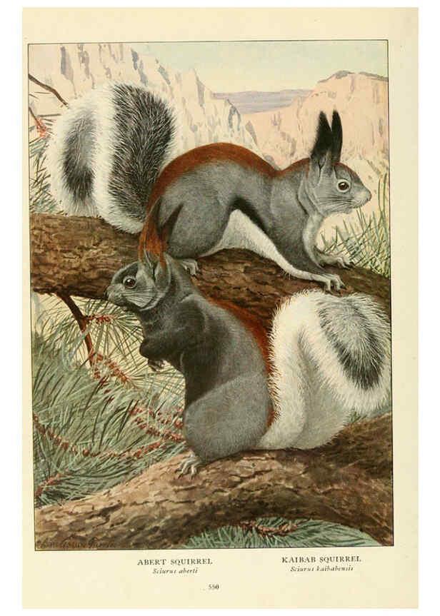 Reproducción/Reproduction 6216712731: Wild animals of North America Washington, D.C.,The National geographical society[c1918] 