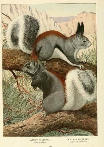 Reproducción/Reproduction 6216712731: Wild animals of North America Washington, D.C.,The National geographical society[c1918] 