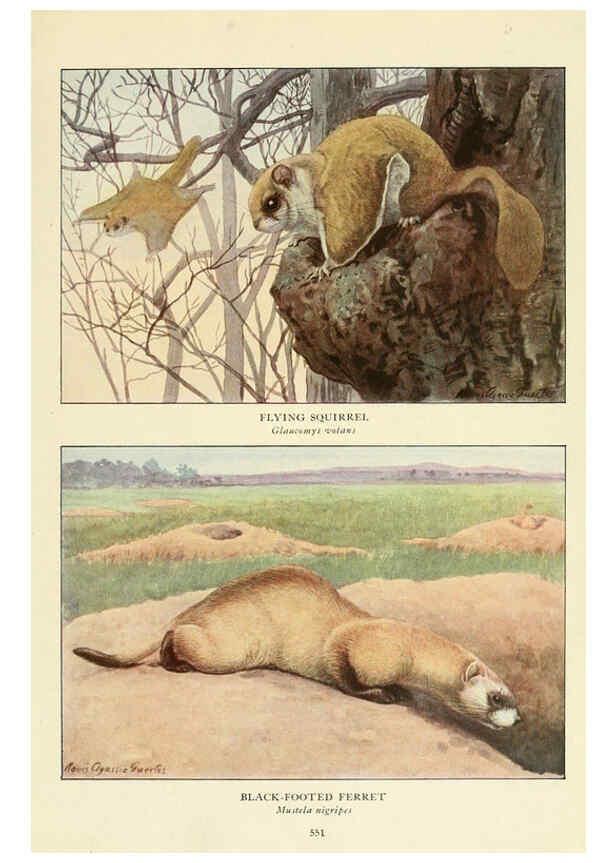 Reproducción/Reproduction 6217229800: Wild animals of North America Washington, D.C.,The National geographical society[c1918] 