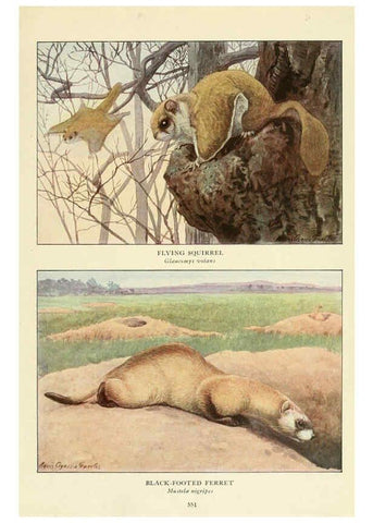 Reproducción/Reproduction 6217229800: Wild animals of North America Washington, D.C.,The National geographical society[c1918] 