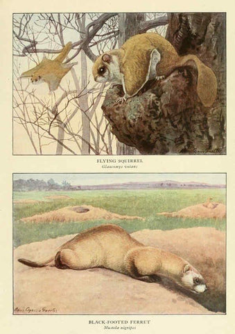 Reproducción/Reproduction 6217229800: Wild animals of North America Washington, D.C.,The National geographical society[c1918] 
