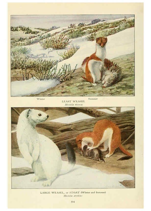 Reproducción/Reproduction 6217229942: Wild animals of North America Washington, D.C.,The National geographical society[c1918] 