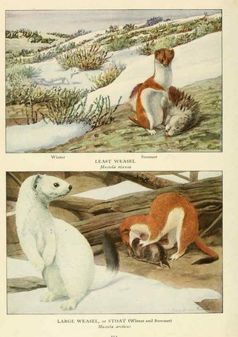 Reproducción/Reproduction 6217229942: Wild animals of North America Washington, D.C.,The National geographical society[c1918] 