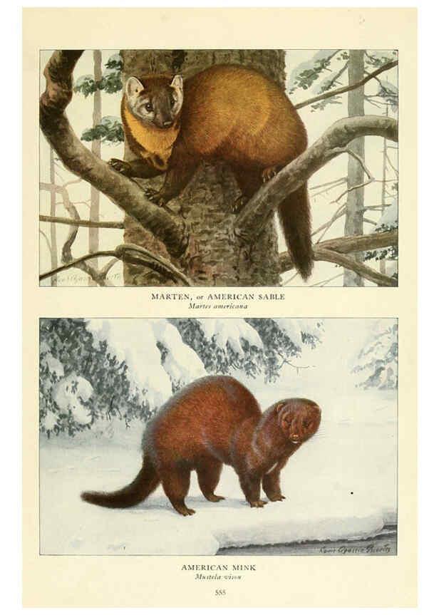 Reproducción/Reproduction 6216713081: Wild animals of North America Washington, D.C.,The National geographical society[c1918] 