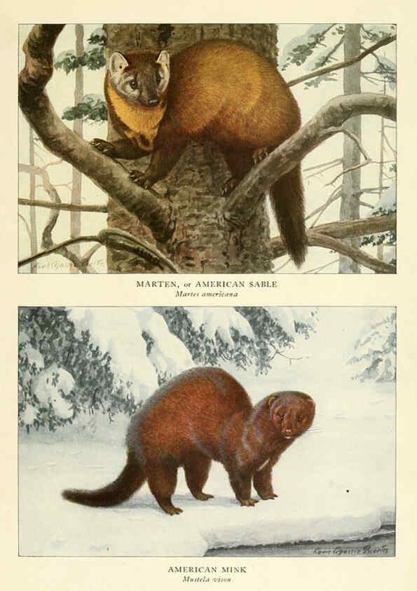Reproducción/Reproduction 6216713081: Wild animals of North America Washington, D.C.,The National geographical society[c1918] 