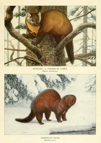 Reproducción/Reproduction 6216713081: Wild animals of North America Washington, D.C.,The National geographical society[c1918] 