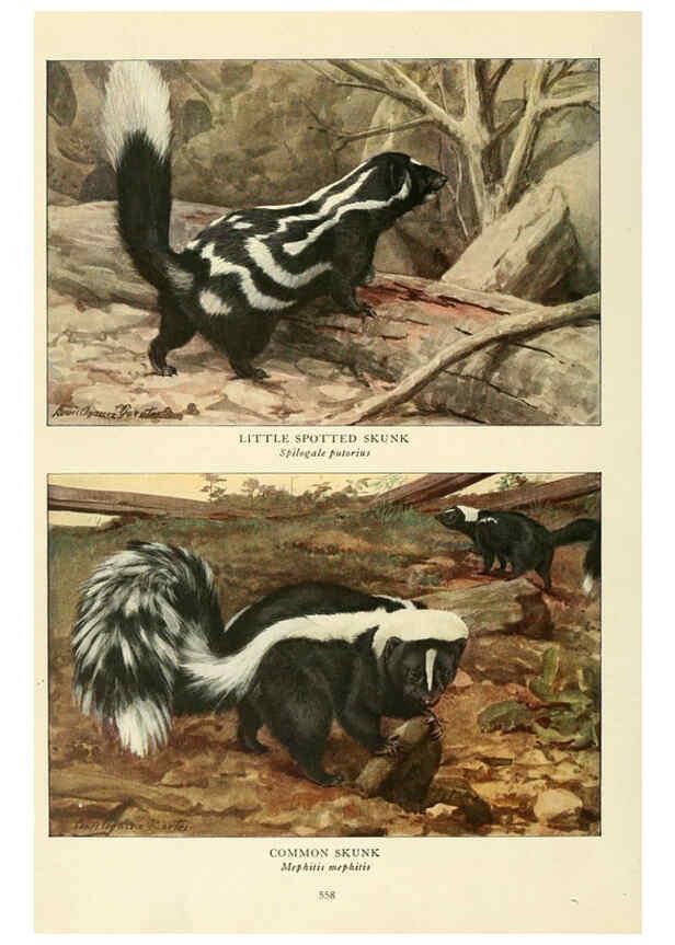 Reproducción/Reproduction 6217230200: Wild animals of North America Washington, D.C.,The National geographical society[c1918] 