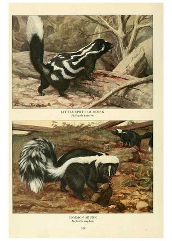 Reproducción/Reproduction 6217230200: Wild animals of North America Washington, D.C.,The National geographical society[c1918] 