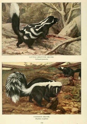 Reproducción/Reproduction 6217230200: Wild animals of North America Washington, D.C.,The National geographical society[c1918] 