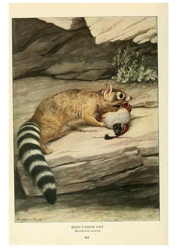 Reproducción/Reproduction 6217230506: Wild animals of North America Washington, D.C.,The National geographical society[c1918] 