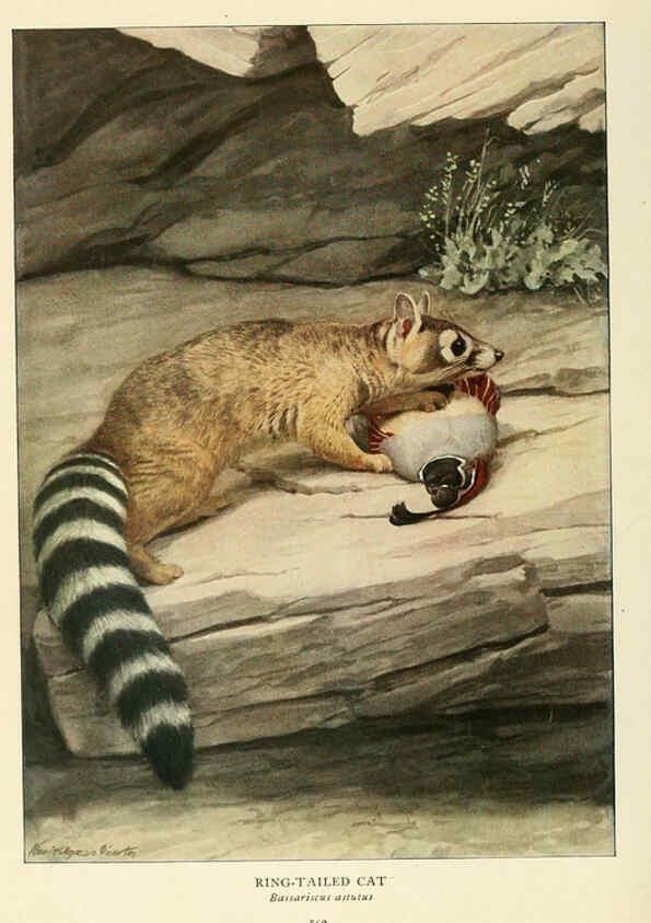 Reproducción/Reproduction 6217230506: Wild animals of North America Washington, D.C.,The National geographical society[c1918] 