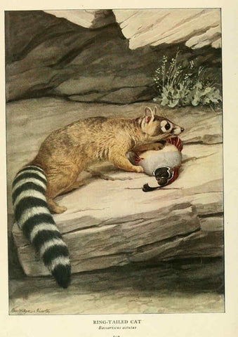 Reproducción/Reproduction 6217230506: Wild animals of North America Washington, D.C.,The National geographical society[c1918] 