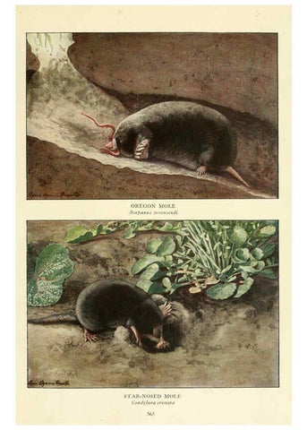 Reproducción/Reproduction 6216713571: Wild animals of North America Washington, D.C.,The National geographical society[c1918] 