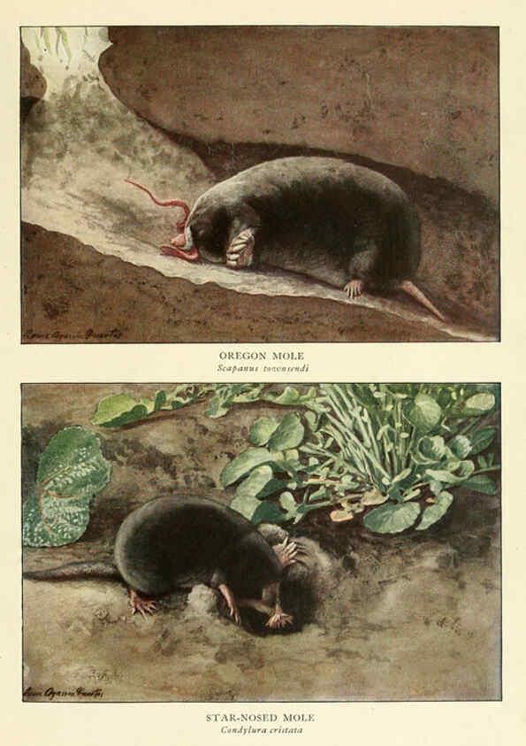 Reproducción/Reproduction 6216713571: Wild animals of North America Washington, D.C.,The National geographical society[c1918] 