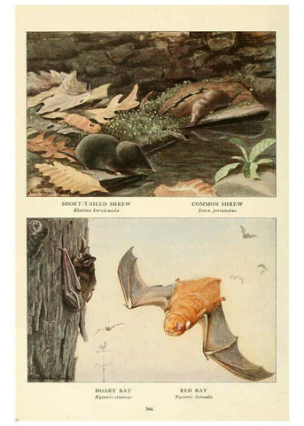 Reproducción/Reproduction 6216713689: Wild animals of North America Washington, D.C.,The National geographical society[c1918] 