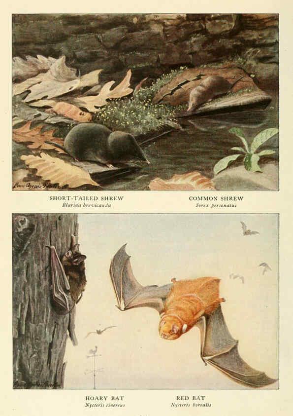 Reproducción/Reproduction 6216713689: Wild animals of North America Washington, D.C.,The National geographical society[c1918] 