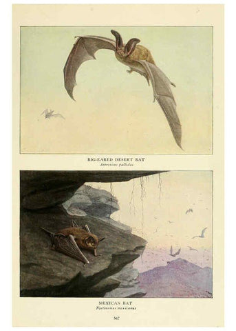 Reproducción/Reproduction 6216713789: Wild animals of North America Washington, D.C.,The National geographical society[c1918] 