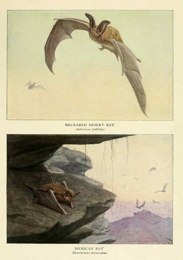 Reproducción/Reproduction 6216713789: Wild animals of North America Washington, D.C.,The National geographical society[c1918] 