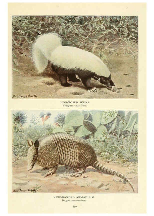 Reproducción/Reproduction 6217230358: Wild animals of North America Washington, D.C.,The National geographical society[c1918] 