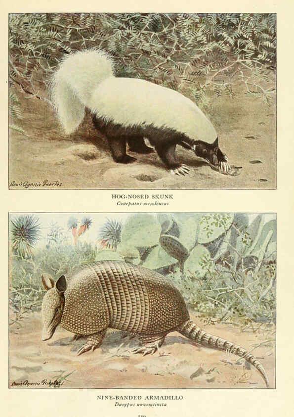 Reproducción/Reproduction 6217230358: Wild animals of North America Washington, D.C.,The National geographical society[c1918] 