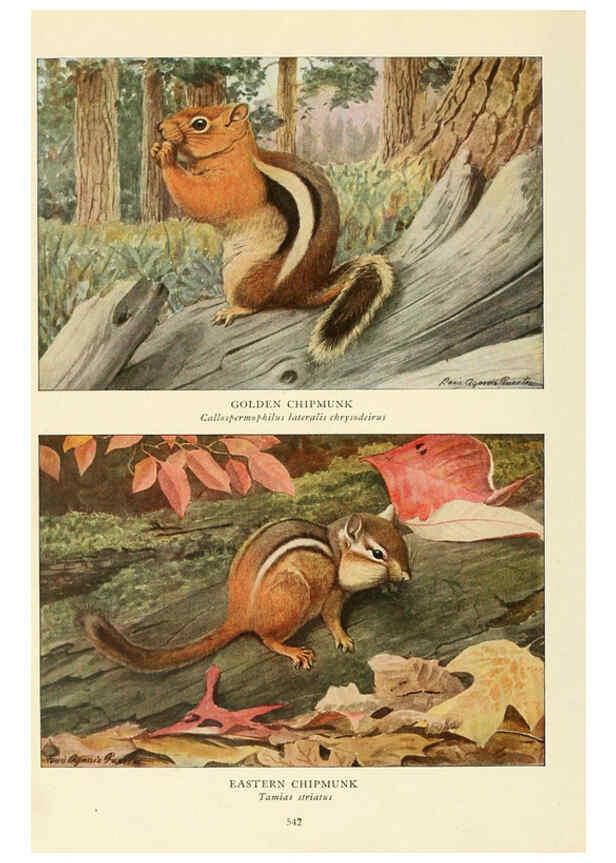 Reproducción/Reproduction 6216712209: Wild animals of North America Washington, D.C.,The National geographical society[c1918] 