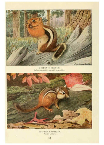 Reproducción/Reproduction 6216712209: Wild animals of North America Washington, D.C.,The National geographical society[c1918] 