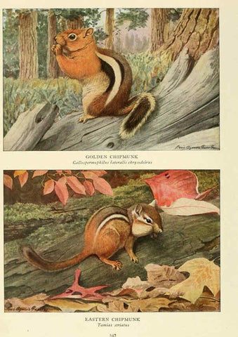 Reproducción/Reproduction 6216712209: Wild animals of North America Washington, D.C.,The National geographical society[c1918] 