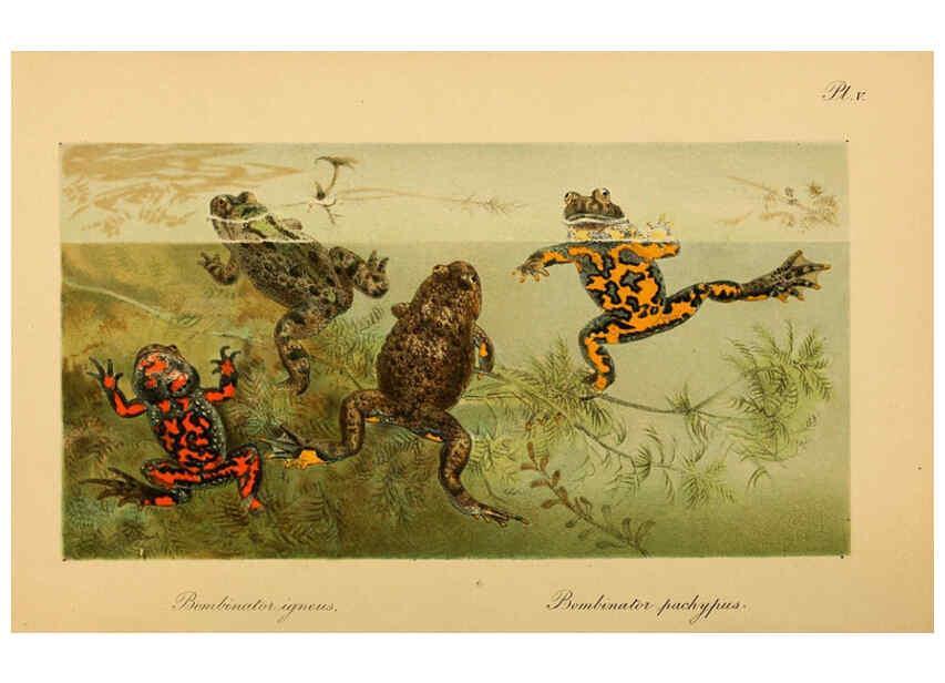 Reproducción/Reproduction 6216966039: The tailless batrachians of Europe. v.1. London :Printed for the Ray society,1897-98